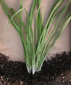 Planted Daylily
