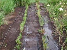 Soaker Hose on Newly Planted Daylilies