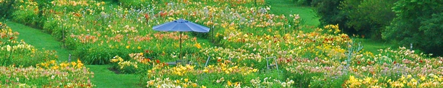 Field