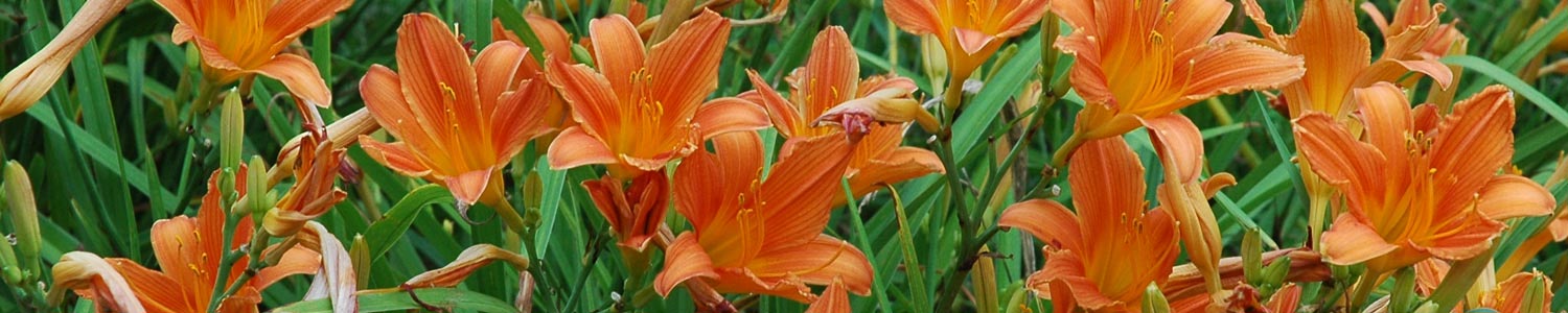 Orange-mass-