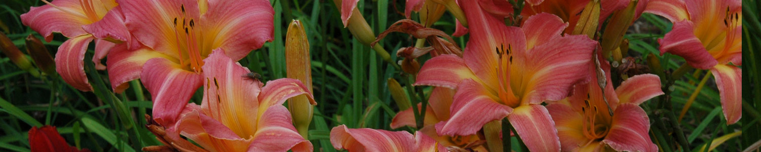 Pink-mass-