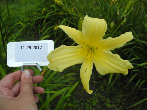MR. P'S LILY (201-21) (11-29-2017)
