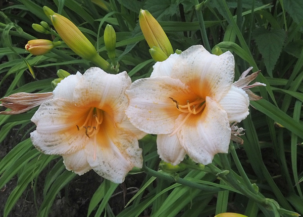 142-21x600px