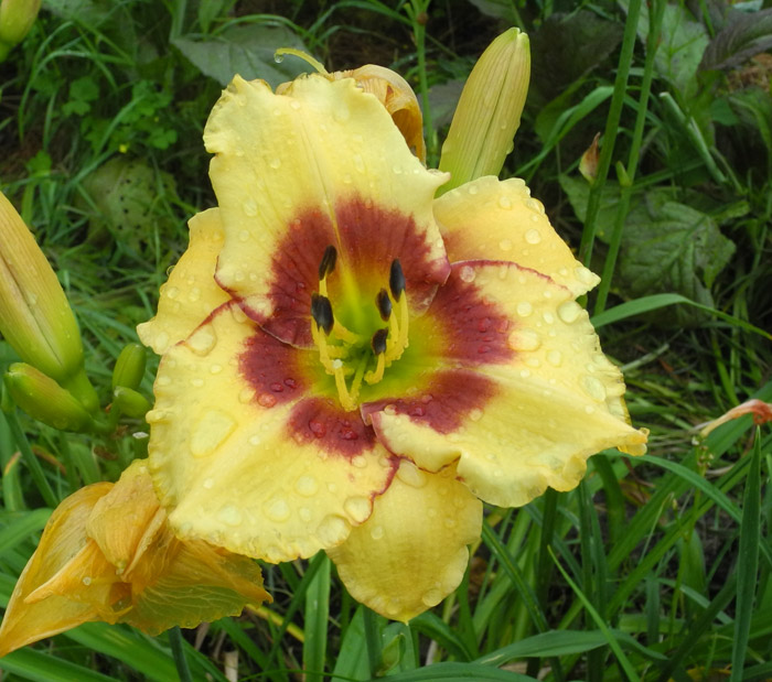 OLALLIE JEANINE'S PRIDE (24-13) (VT)