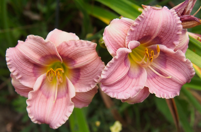 OLALLIE COLLEEN CODY (29-05)