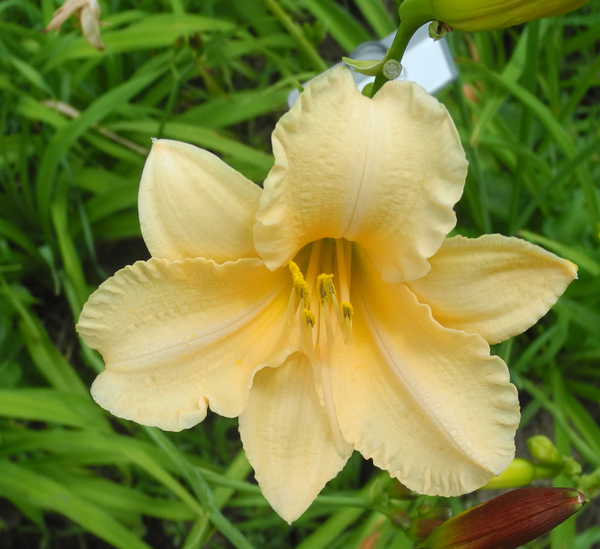 OLALLIE WHISKEY JIM (35-09)