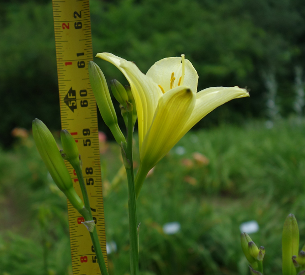 39-07-measure-600px