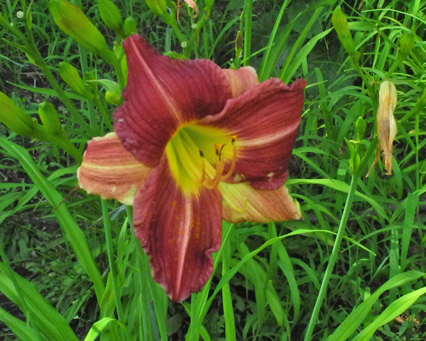 39-6-2018a-600px_290695826