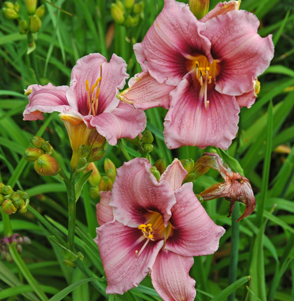 OLALLIE BUSIA (51-07)