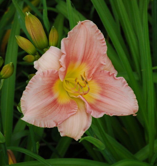 OLALLIE MOTHER OF MINE (52-07)