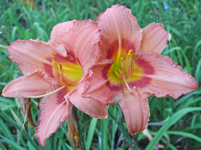 OLALLIE THEA'S SMILE (71-07)