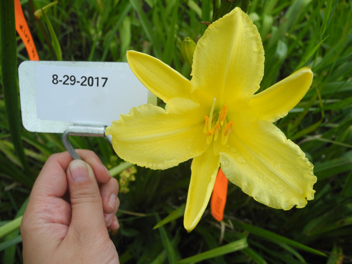 8-29-2017