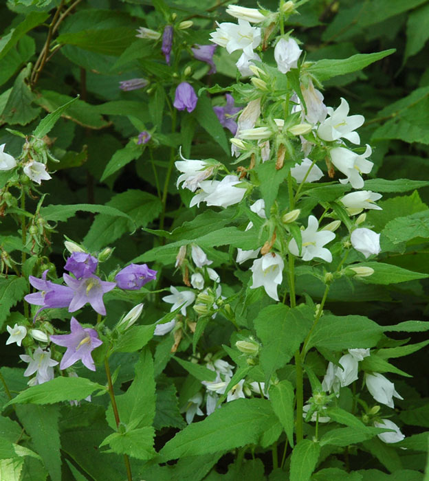 2nd Year Campanula trachelium