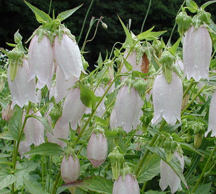 2nd Year Campanula punctata hondoensis