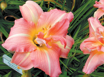 daylilies: BOUNTIFUL BLESSING