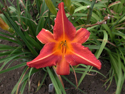 daylilies: WARM REGARDS (VT)