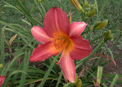 daylilies: WATERMELON SUMMER (VT)