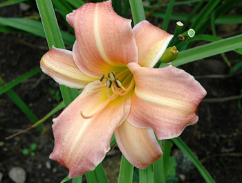 daylilies: ELIZA'S CALM (VT)