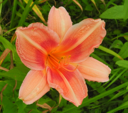daylilies: OLALLIE ZACHARY GEORGE(8-05) (VT)