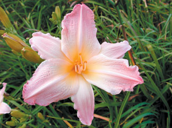daylilies: BRIDAL LILAC (VT)