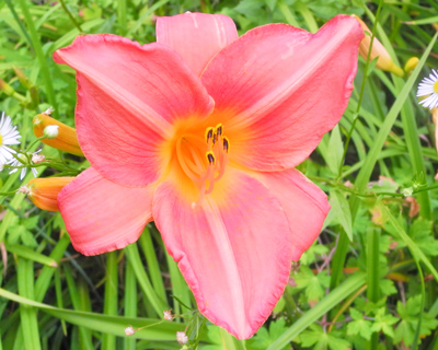 daylilies: OLALLIE DREER (+34) (VT)
