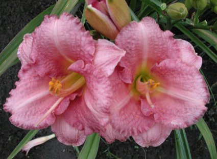 daylilies: BROADWAY PINK SLIPPERS