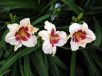 daylilies: BROKEN HEART