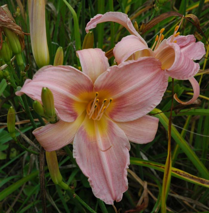 daylilies: BRUSHED WATERCOLOR (VT)