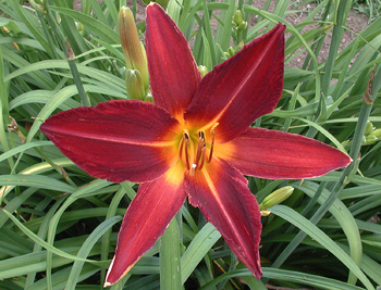 daylilies: BURGUNDY STAR (VT)
