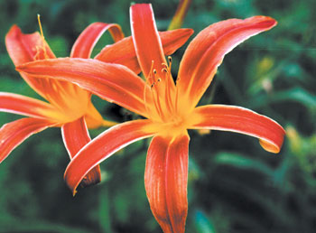 daylilies: AABACHEE