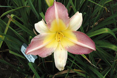 daylilies: ALICE IN PALM BEACH (VT)