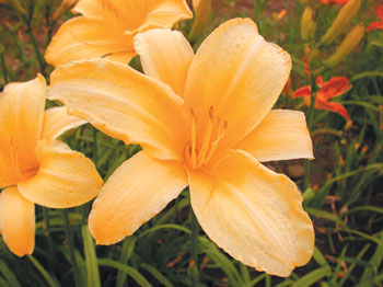 daylilies: CANARY GIANT (VT)