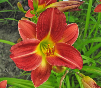 daylilies: + 95-1B Sobek (VT)