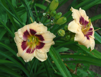 daylilies: DARK CIRCLE