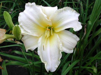 daylilies: CANDOR