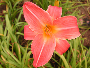 daylilies: CAREY ROSE QUINN (VT)
