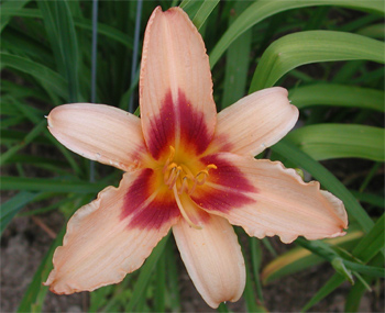daylilies: NEWFANE HILL (VT)