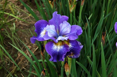 daylilies: Iris siberica Special Ruffles (VT)