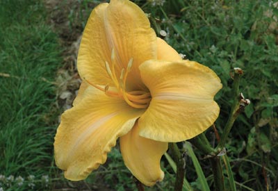 daylilies: ORANGE DISCUS