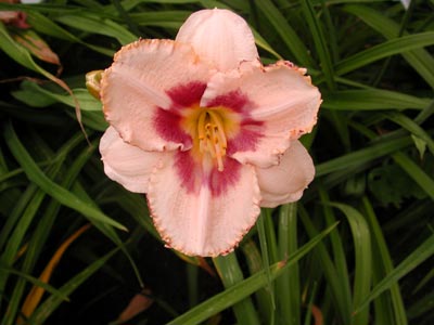 daylilies: CHERRY BERRY