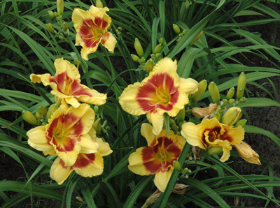 daylilies: NEW CLOWN FACE