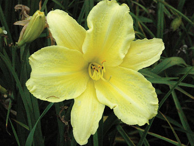 daylilies: YELLOW LION