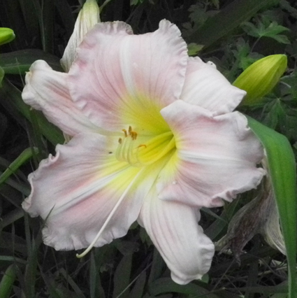 daylilies: PINK GLOSS