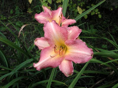 daylilies: CHICAGO CANDY CANE