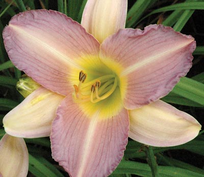 daylilies: PURPLE HAZE