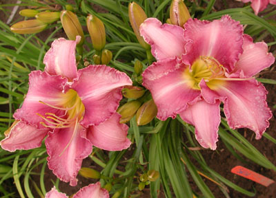 daylilies: CHICAGO CATTLEYA