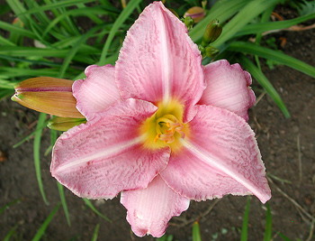 daylilies: CHICAGO ORCHID