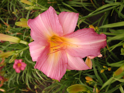 daylilies: DOTTIE WARWICK