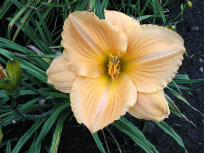 daylilies: CHORAL ANGEL