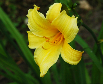 daylilies: + H. multiflora Yellow type (VT)